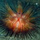 picture of Astropyga radiata