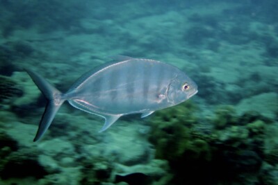 Ferdauia ferdau Carangidae