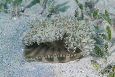 méduse à l'envers indo-pacifique Cassiopeidae