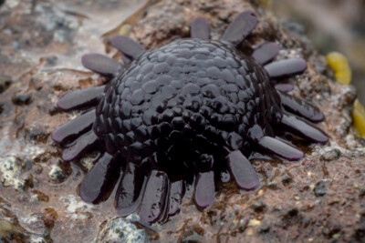 Colobocentrotus atratus Echinometridae