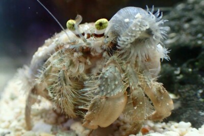 pagure aux anémones claires Diogenidae