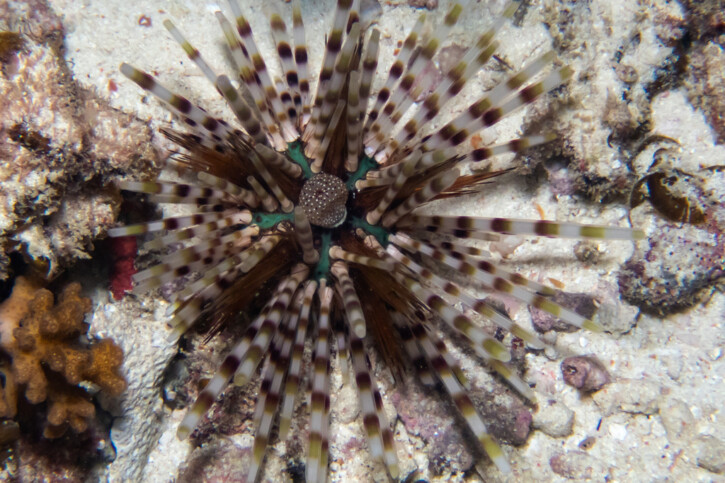 Echinothrix calamaris - oursin diadème noir