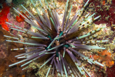 Echinothrix calamaris Diadematidae
