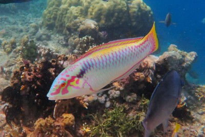labre zigzag Labridae
