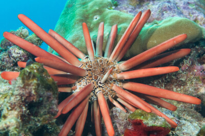 Heterocentrotus mamillatus Echinometridae