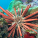 picture of Heterocentrotus mamillatus