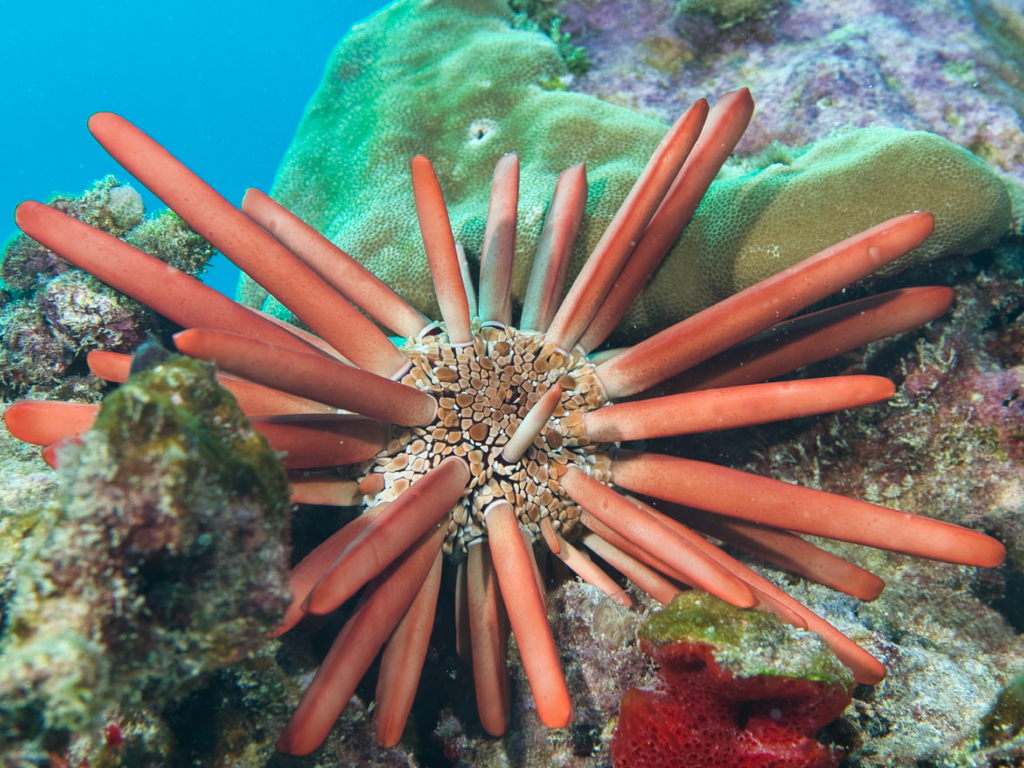 Heterocentrotus mamillatus