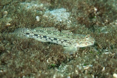 Istigobius decoratus Gobiidae