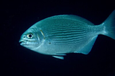 Kyphosus vaigiensis Kyphosidae