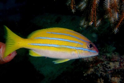 Lutjanus bengalensis Lutjanidae