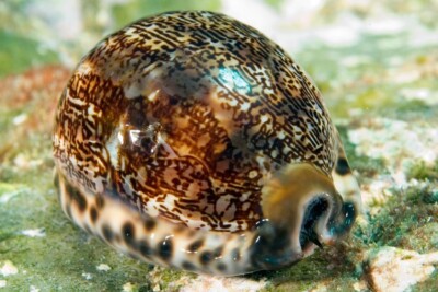 Mauritia arabica Cypraeidae