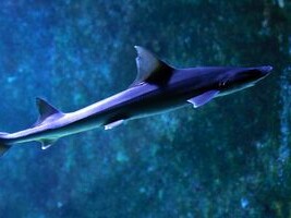 Mustelus mosis - musola arábiga