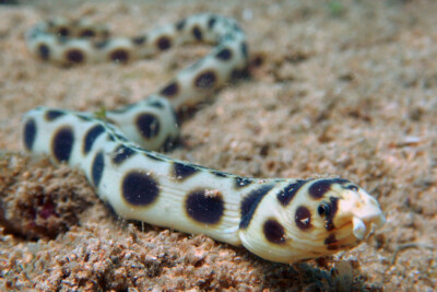 Myrichthys maculosus Ophichthidae