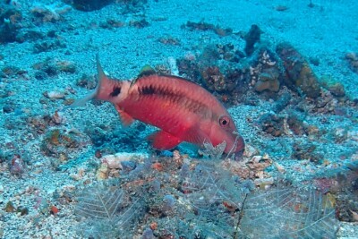 Parupeneus macronemus Mullidae