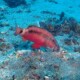 picture of Parupeneus macronemus