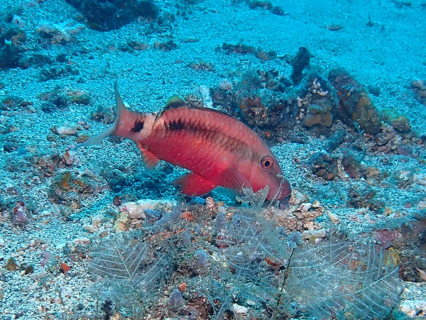 Parupeneus macronemus
