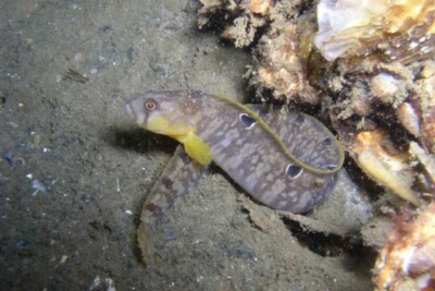 espinoso de roca Pholidae