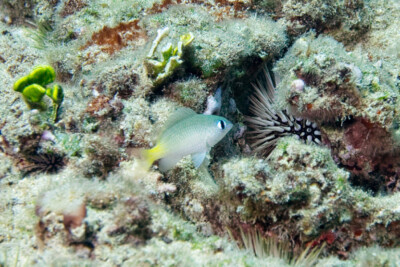 Plectroglyphidodon imparipennis Pomacentridae