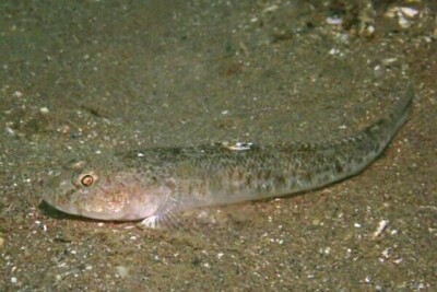 gobie des sables Gobiidae