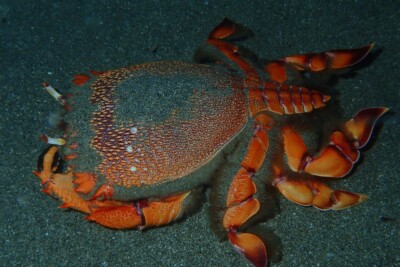 Ranina ranina Espèce : Ranina ranina