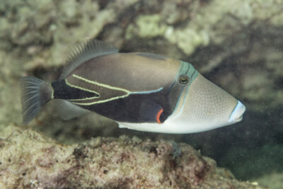 baliste picasso à chevrons Balistidae