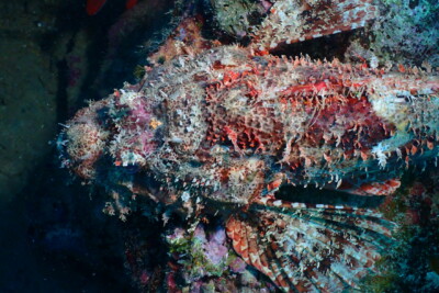 Scorpaenopsis gibbosa Scorpaenidae