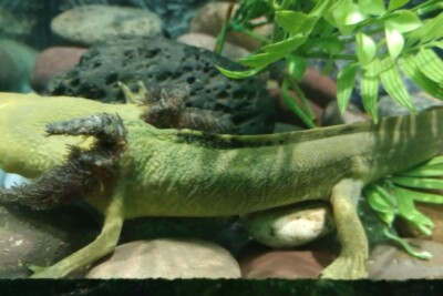 Ambystoma dumerilii Ambystomatidae
