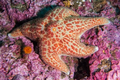 Dermasterias imbricata Poraniidae
