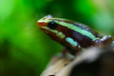 dendrobate d'Anthonyi Dendrobatidae