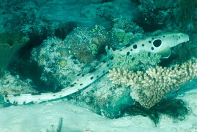 pintarroja colilarga ocelada Hemiscylliidae