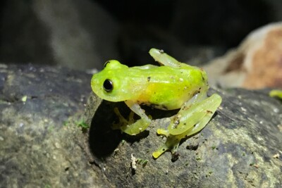 rana de cristal de San José Centrolenidae
