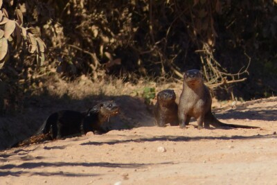 loutre à longue queue Mustelidae