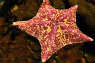 Patiria miniata Asteriniidae