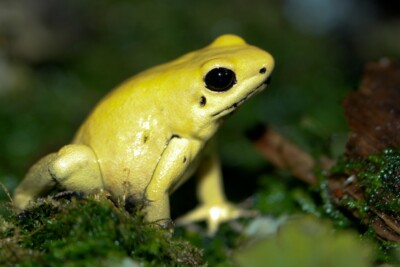 phyllobate terrible Dendrobatidae