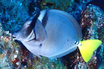 Prionurus laticlavius Acanthuridae