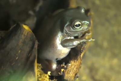 Espèce : rana verde arborícola australiana