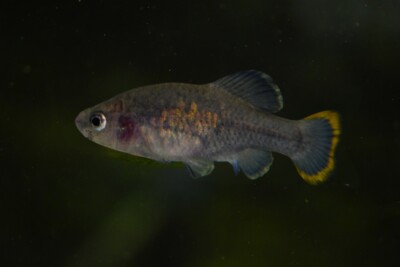 picote tequila Goodeidae