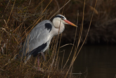 Ardea cinerea Ardeidae