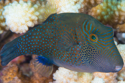 canthigaster alvéolé Tetraodontidae