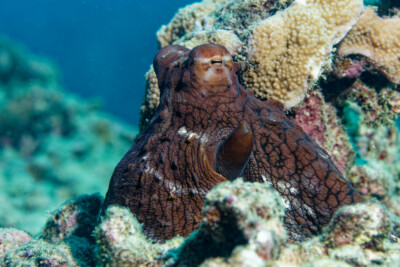 gran pulpo azul Octopodidae