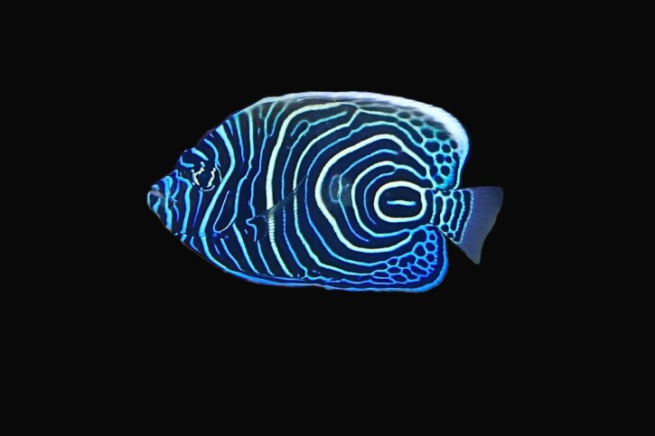 Pomacanthus imperator - pez ángel emperador