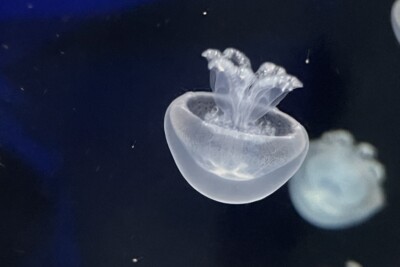 medusa bola de cañón Stomolophidae