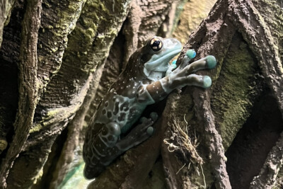 rana lechera amazónica Hylidae