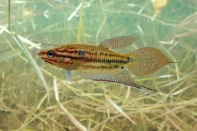 Gourami grogneur Osphronemidae