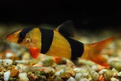 botia payaso Cobitidae