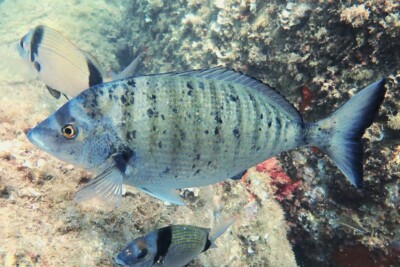 sargo picudo Sparidae