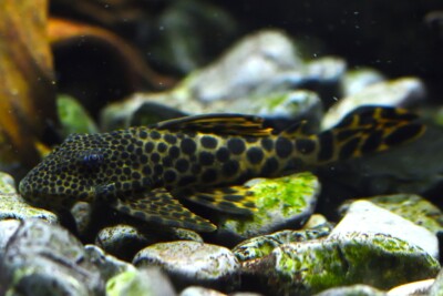 Peckoltia sabaji Loricariidae
