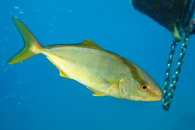 ricciola Carangidae