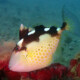 picture of Abalistes stellatus