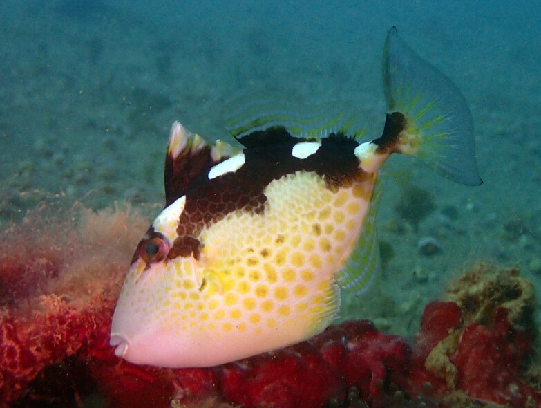 Abalistes stellatus